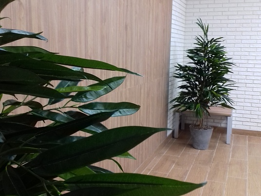 растения в помещении