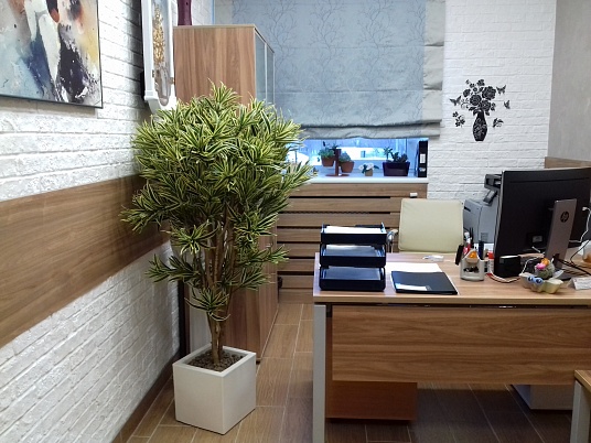 декоративное растение в офисе