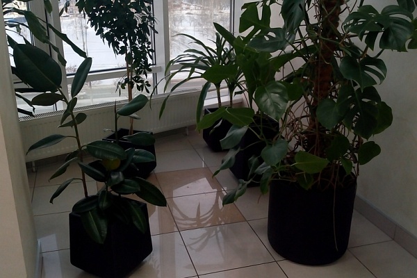 растения в офисе
